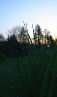 Morgennasses Gras