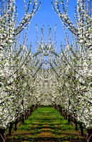 Surreales aus der Kirschblütenwelt