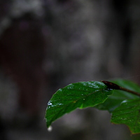 Regennasse Blätter
