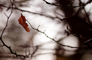 Herbstwind für das letzte Blatt am Baum