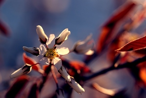 Wie alles explosive reagieren auch Blüten empfindlich auf Licht und Wärme. 