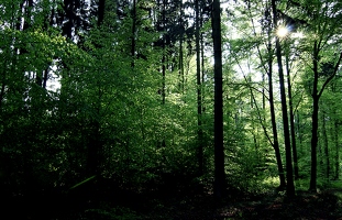 Der Wald ist grün. Der kleine Geist ist grün. Der Himmel ist grün. Der Absinth ist ...ähm... der Absinth war zu viel. 