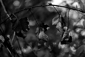 Die gleiche Brombeere hab ich schon im Herbst fotografiert. Die Blätter kuscheln immer noch.