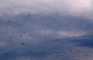 Das merkwürdig chaotische Flugverhalten geschlechtsreifer Dorfvögel zur Paarungszeit. 