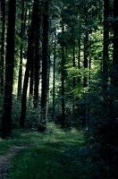 Ich zog aus, um den Herbst zu suchen. Der spätsommergrüne Wald lacht mich deswegen aus. 