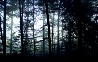 Lief nachts im Halbschlaf am Fenster vorbei. Träumte von Nebel. Und plötzlich stand ich wirklich im Wald. 