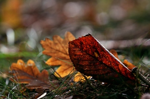 Im Herbst fallen so viele Blätter, dass mir keine Tweets mehr einfallen. Fotografiert werden wollen sie trotzdem. 