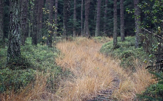 In den meisten bayerischen Wäldern verirrt man sich leicht. In manchen sind die Wegmarkierungen aber besser. 
