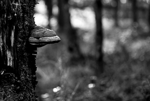 Wie ich im Wald vor gezackten Bäumen stand und überlegte, ob Pilze Schmerz empfinden können. 
