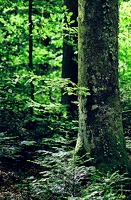Im grünen Wald kann man besonders gut durchatmen. Vor allem, wenn man mal wieder panisch vor Zecken weggerannt ist. 