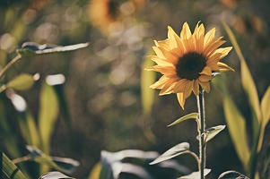Warum ich gegen die Sonne schaue, fragt mich die Sonnenblume und ich wundere mich, dass sie es nicht macht.
