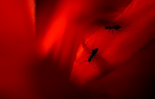Die Ameisen lassen sich auf roten Teppichen natürlich auch nicht von Kameras irritieren.