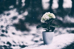 Wisst Ihr noch, die rot angemalten Rosen der Herzkönigin? Da in mein Wohnzimmer nur weiße Blumen passen, hab ich heute, als ich sie noch schneeweißer ansprühen wollte, ein bisschen daran gedacht.
