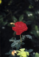 Rose auf der Insel Mainau