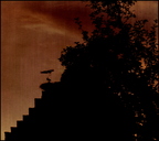 Störche auf Burg Riedheim