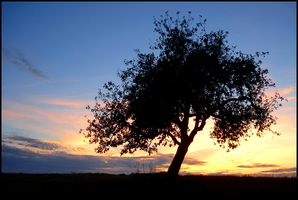 Bayrischer Apfelbaum im Sonnenuntergang