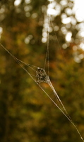 Herbstliche Spinnwebe