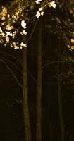 Wald vor der Ferienhütte in einer Horrorfilmnacht