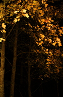 Wald vor der Ferienhütte in einer Horrorfilmnacht