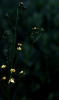 Regenblumen