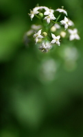 Sternchenblume