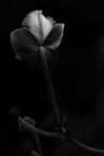 Herbst-Anemone