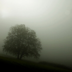 Nebelbaum