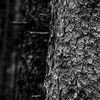 Winterwald