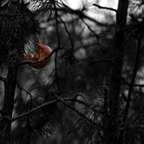 Übriggebliebener Apfel im Märchennadelwald