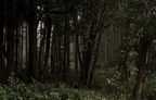 Nebelregenwald am Morgen