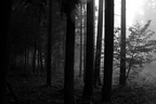 Nebelregenwald am Morgen