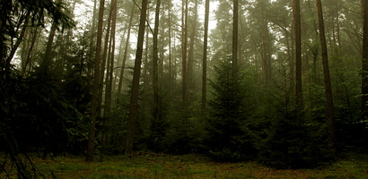Nebelregenwald am Morgen