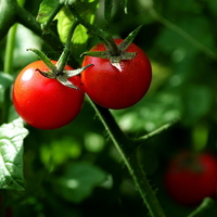 Tomaten in Mamas Garten