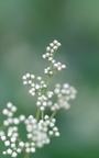 Schnee