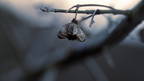 Spindelstrauch im Winter