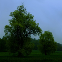 Bäume in der Regennebelwiese