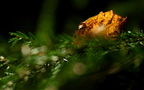 Mischwald