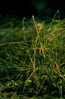 Gräserwald