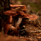 Kuscheln am Baum