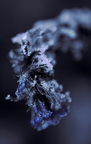 Eisblume