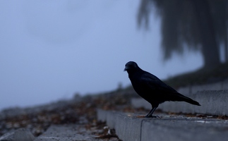 Mein Sitznachbar hat im Nebel wohl die schwarze Kleidung mit den schwarzen Federn der Verwandtschaft verwechselt.