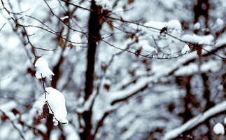 Winter und Herbst spielen Schnee gegen Blätter.