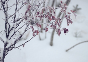 Märchenwaldglitzern ist nur halb so romantisch, wenn man im hüfthohem Schnee eine nasse Unterhose kriegt. 