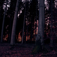 Protipp: Wenn man den Sonnenuntergang im Wald fotografiert, hat man für den Rückweg besser eine Taschenlampe dabei. 