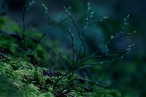 Ich liege schon wieder so lange auf dem Waldboden, dass ich den Pflanzen beim Wachsen zusehen kann. 