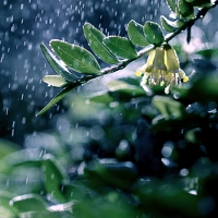Ob Insekten wohl Glockenblüten im Regen bevorzugen, um nicht so nass zu werden?