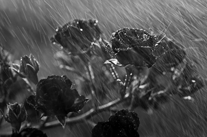 Als ich zitternd in Wind und Regen stand und versuchte, mir die unbeeindruckten Rosen als Vorbild zu nehmen. 