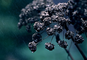 Der Regen gibt sich Mühe. Die Blume streckt ihre Köpfe entgegen. Und ich feiere den düsteren Herbst. 