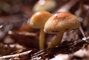 Wenn der Regen besonders kalt ist, kriegen auch Pilze "Gänsehaut".  Twitter Fotoprojekt2015 KW39 