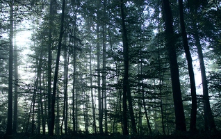 Ich liege im Wald und zähle Nebelschichten. Was man beim Schlafwandeln am frühen Morgen eben so macht.
